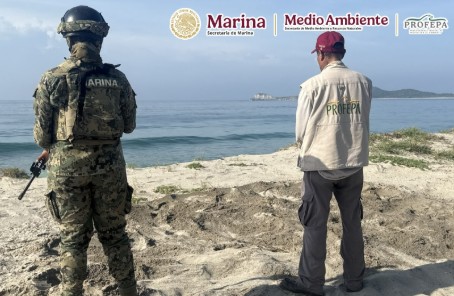Marina y Profepa recupera 9 mil 500 huevos de tortuga golfina y protege 82 de tortuga laúd en Oaxaca.